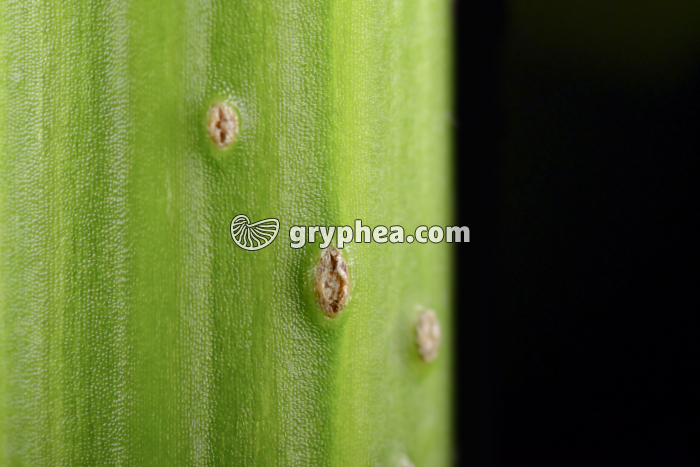 GN 06510 Lenticelle sur tige de Sureau (x4) - gryphea.com